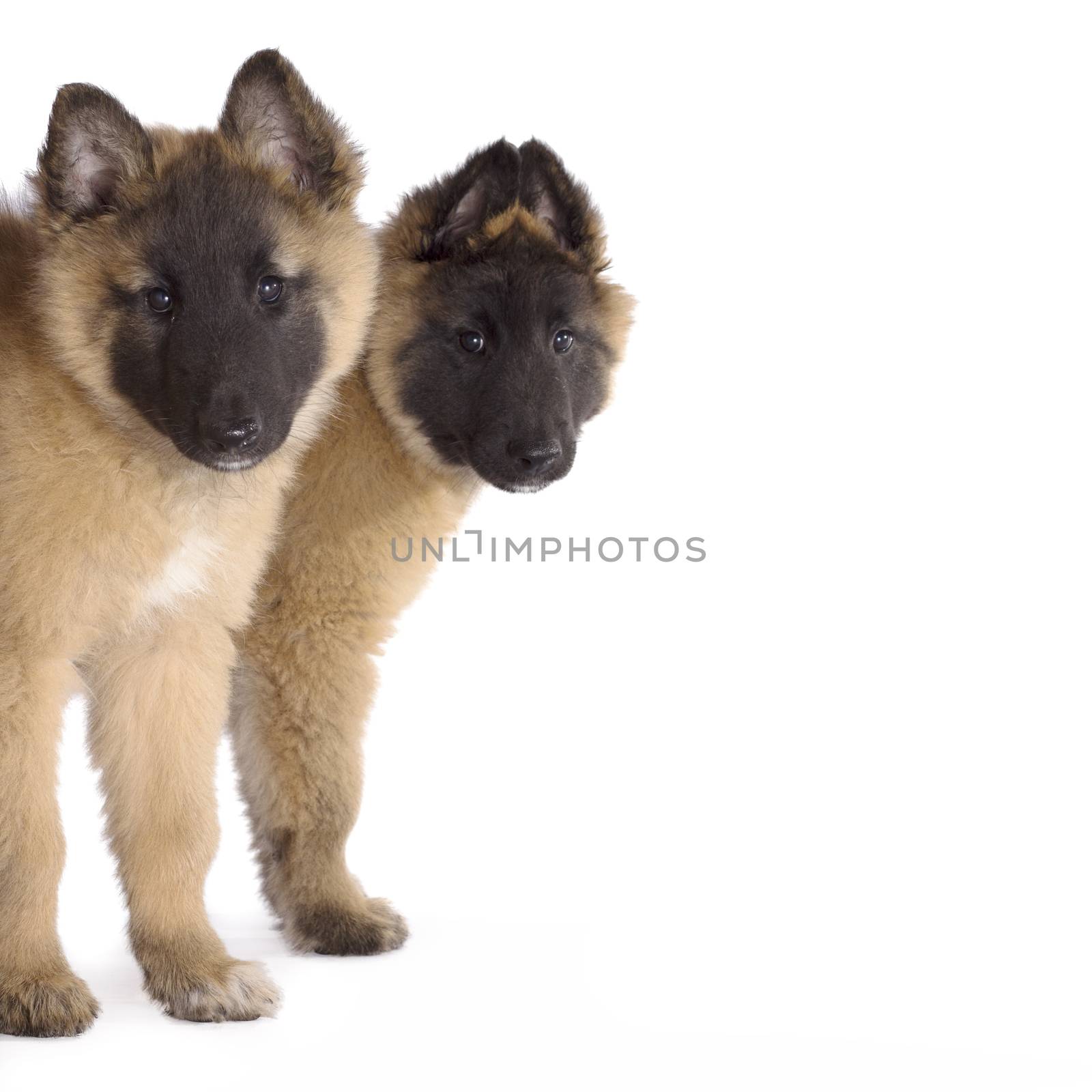 Two puppies, Belgian Shepherd Tervuren, isolated on white studio by avanheertum
