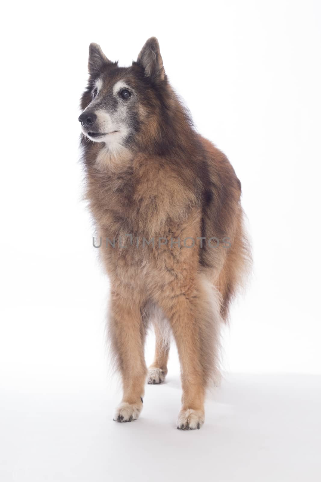 Senior dog, Belgian Shepherd Tervuren, on white studio background