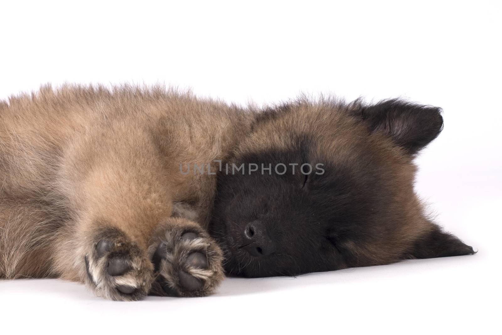 Puppy dog, Belgian Shepherd Tervuren, sleeping on white studio background