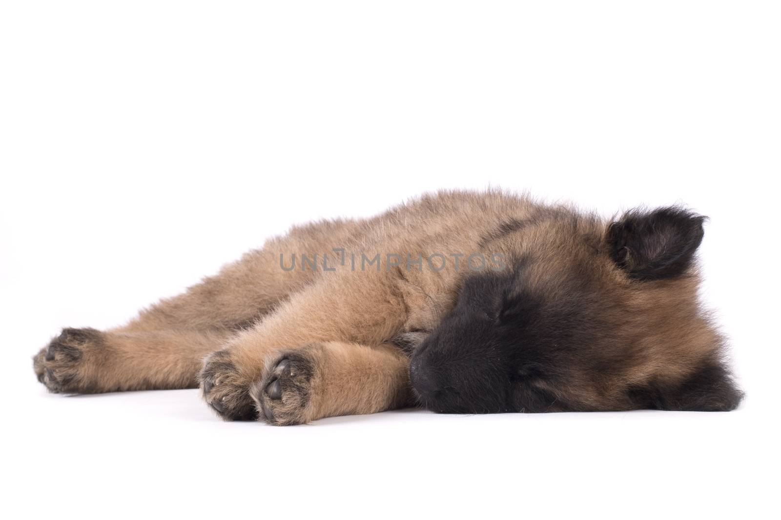 Puppy dog, Belgian Shepherd Tervuren, sleeping, studio backgroun by avanheertum