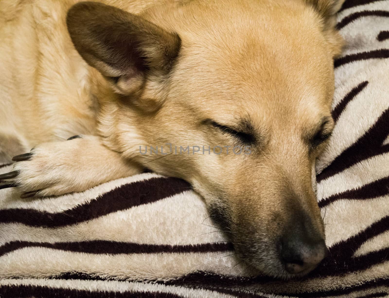 the dog is sleeping on the background of striped carpet