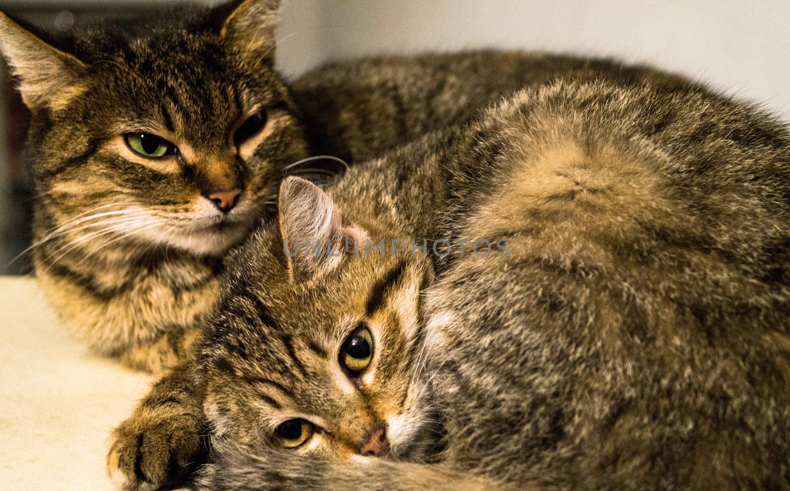 family cats resting animals