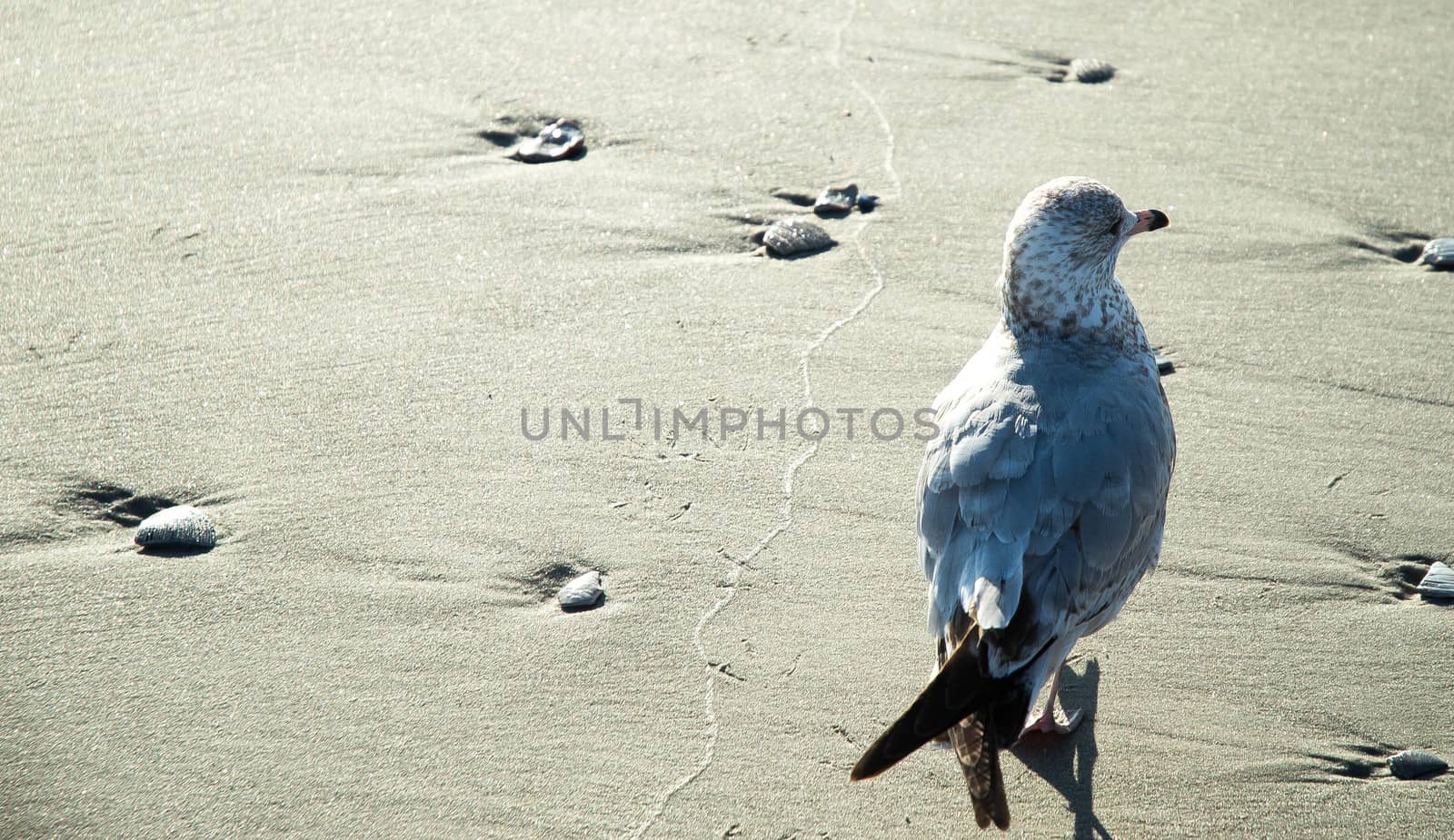 BIRD and BEACH by Noppaporn