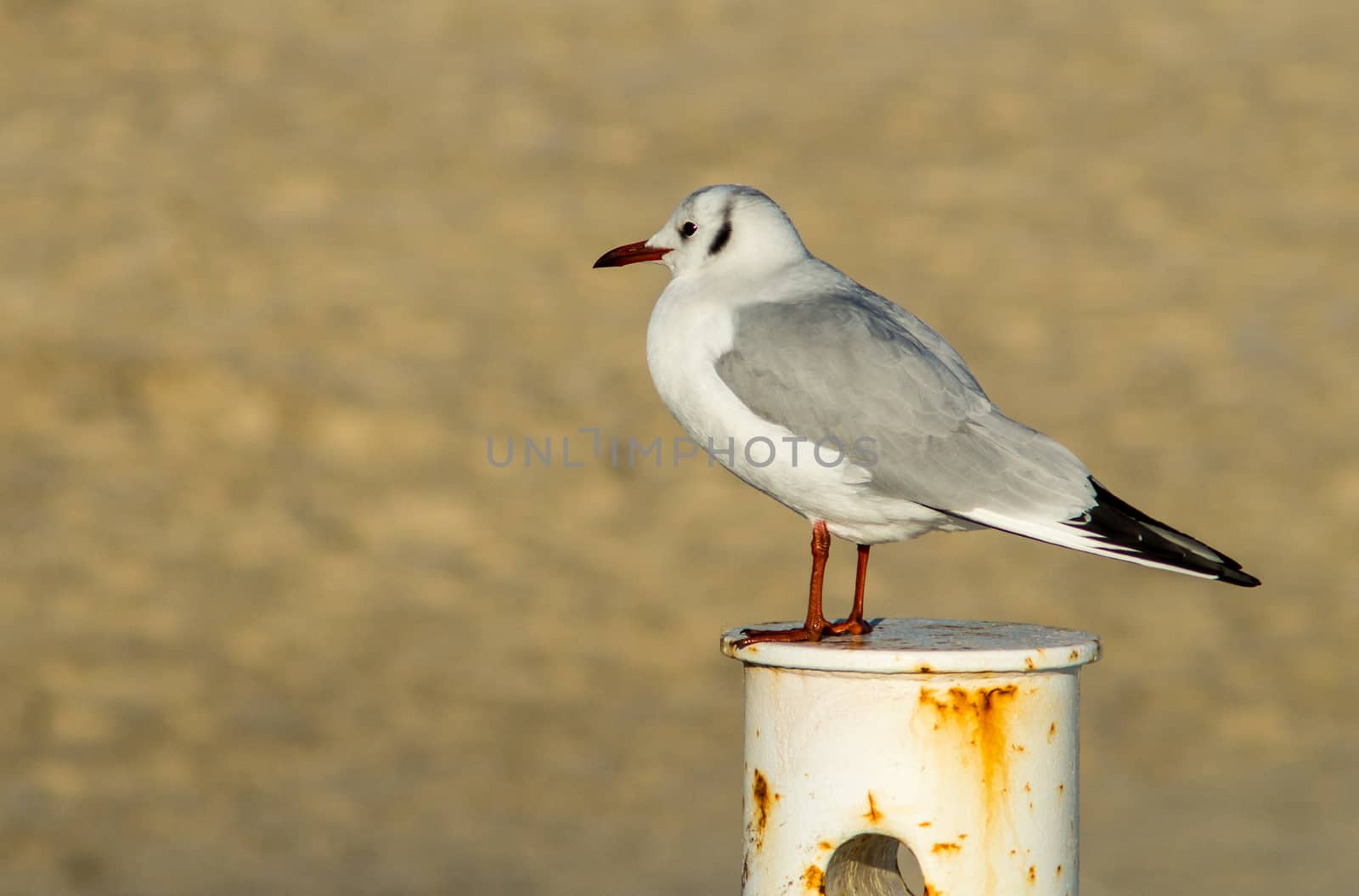 Seagull sitting on the rusty pole with yellow sand background