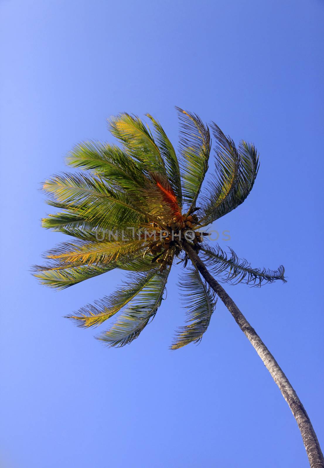 Tree of a coco the bottom view