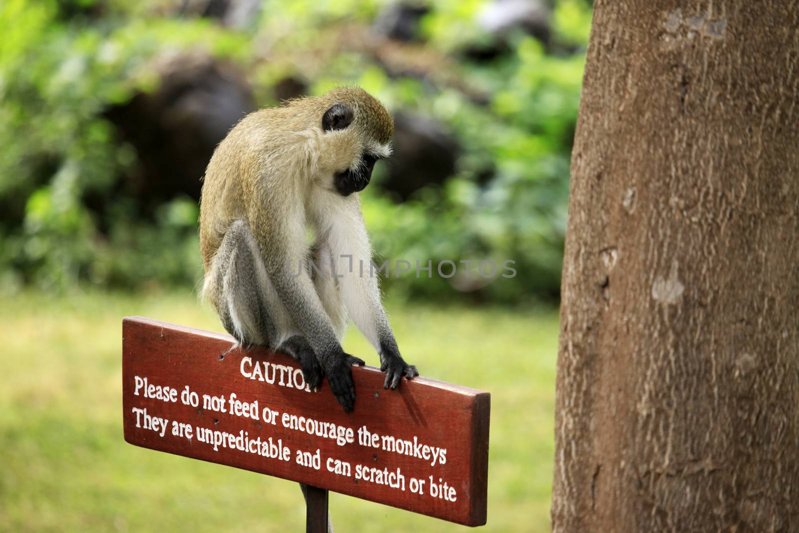 Monkey sitting on a wooden sign with a warning that dangerous to feed animals