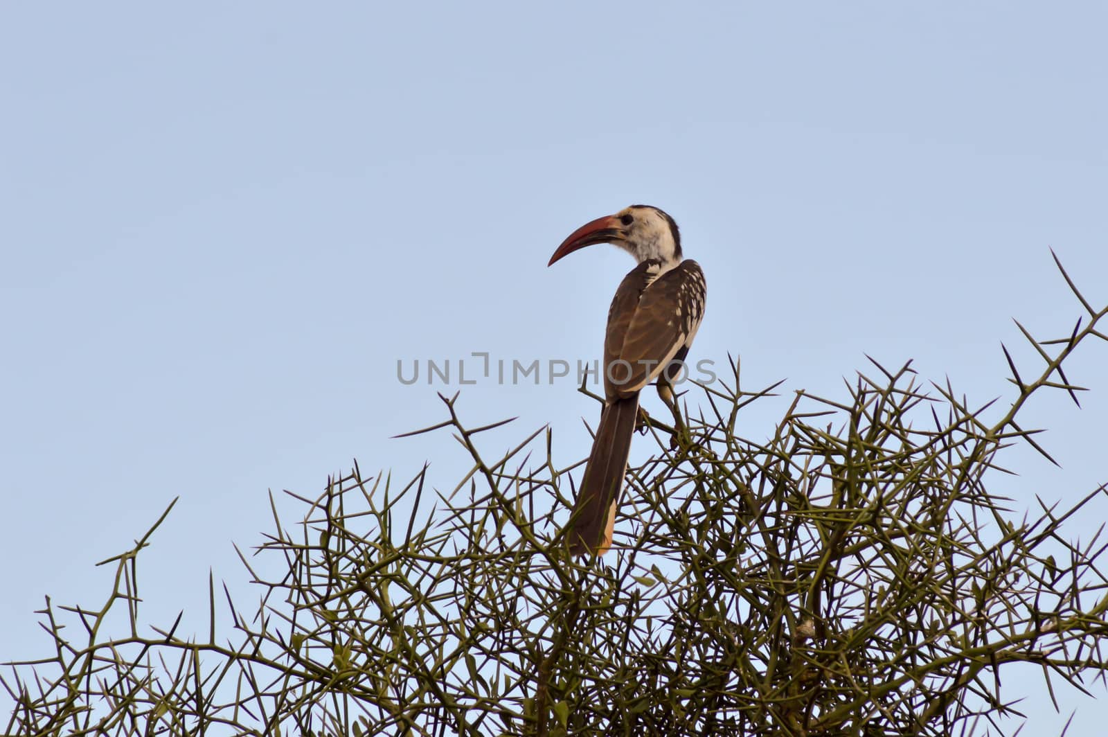 Hornbill on a branch in Tsavo West Park in Kenya