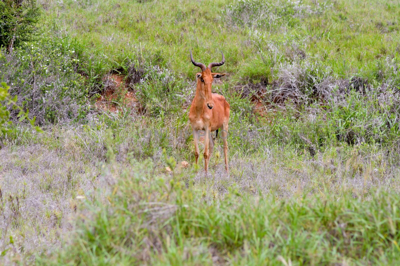 Hirola in the savanna of Tsavo West Park in Kenya