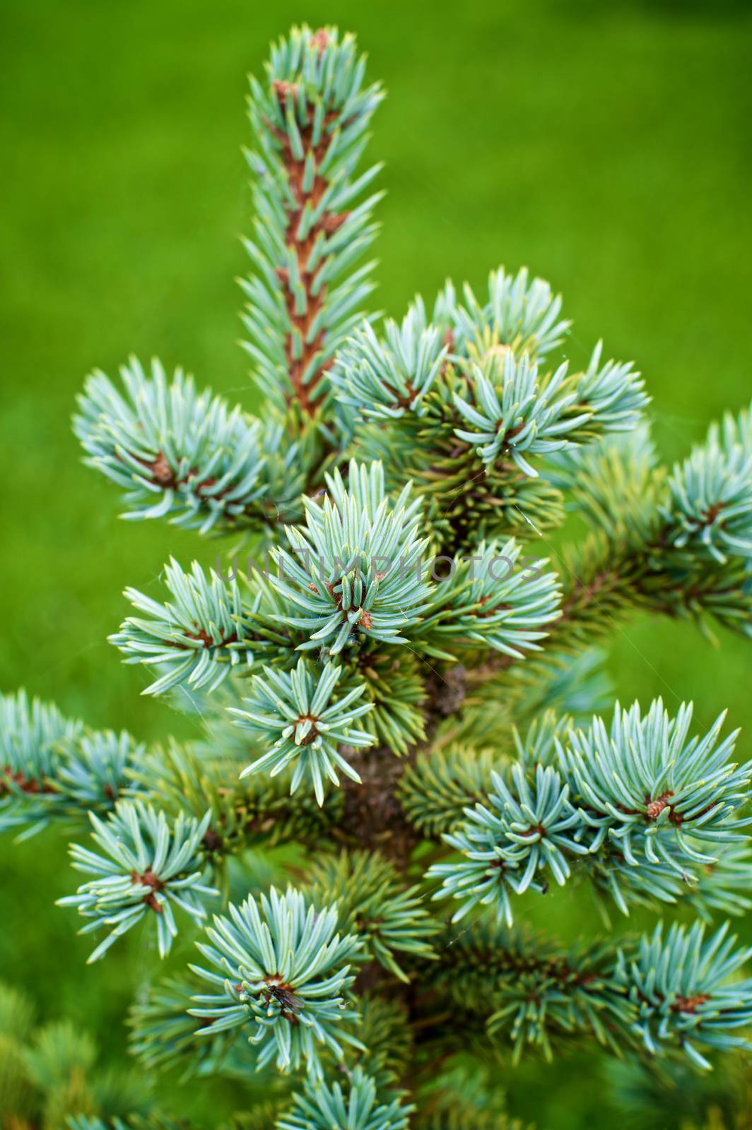 Top of Young Blue Spruce Shoots closeup on Blurred Natural Environment background Outdoors