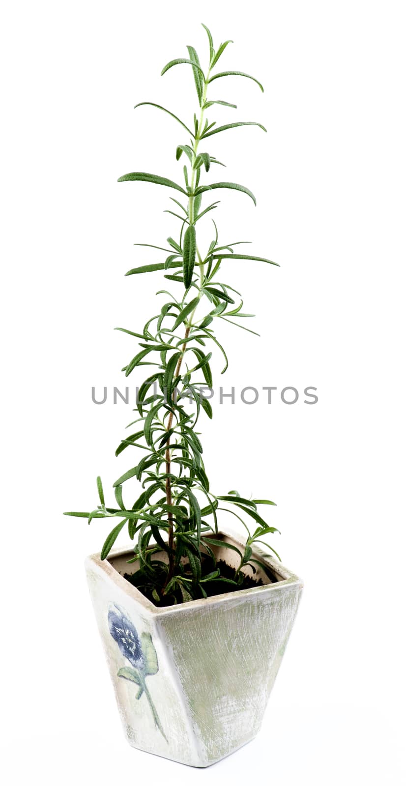 Fresh Rosemary in Pot by zhekos