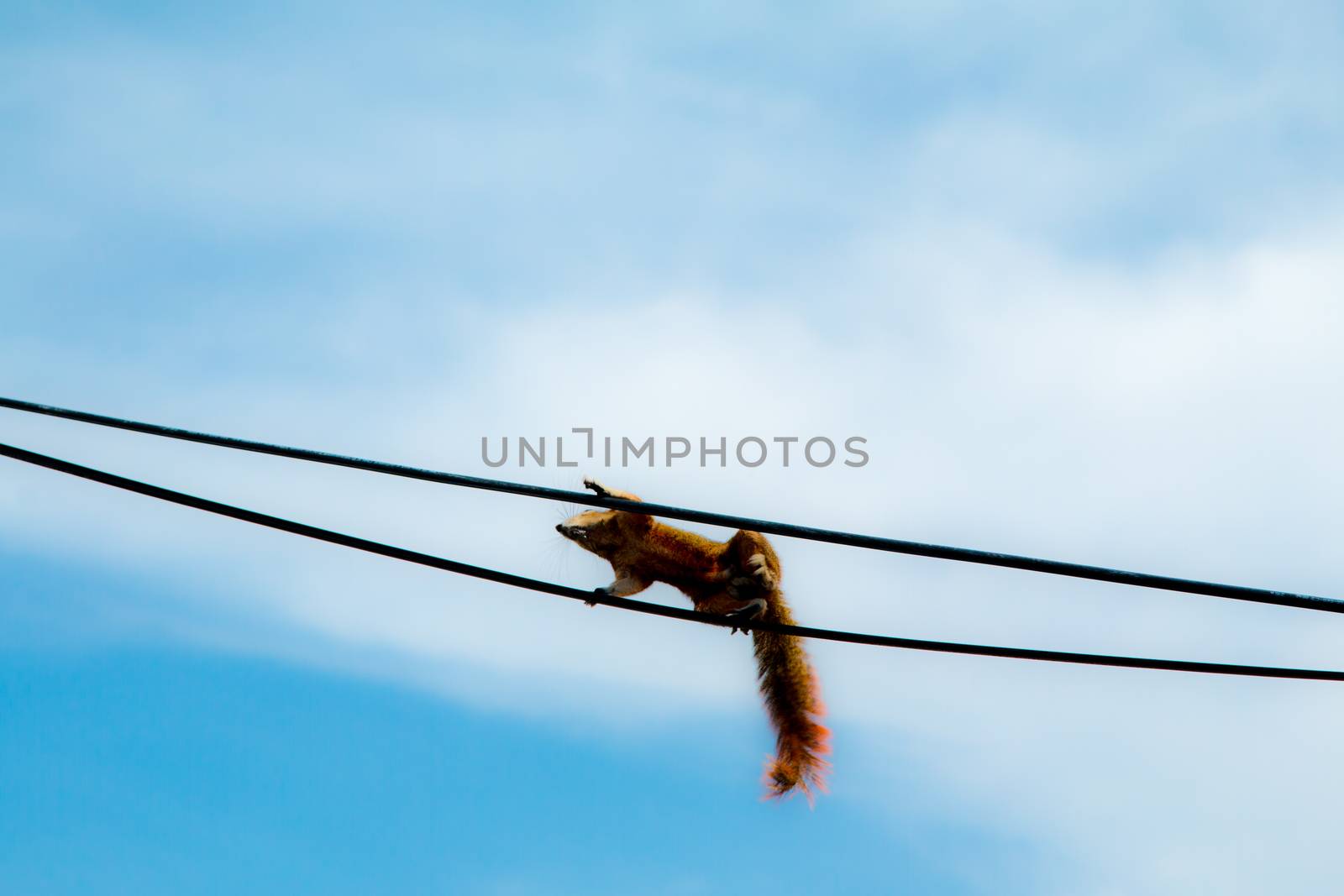 Squirrel playing wire and tree by N_u_T
