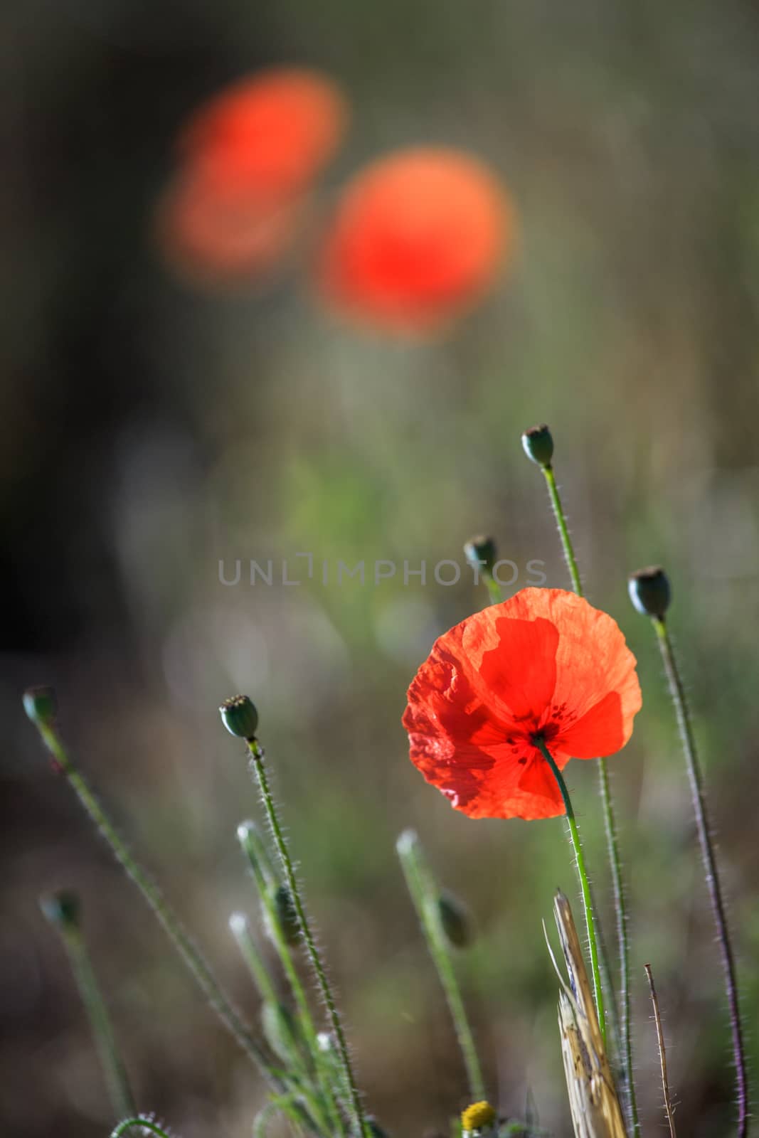 Close up on red poppy flowers field during summer day