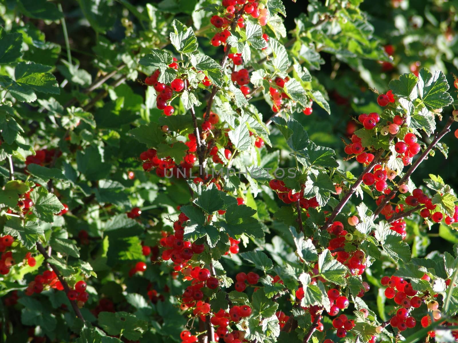 Red berries background.