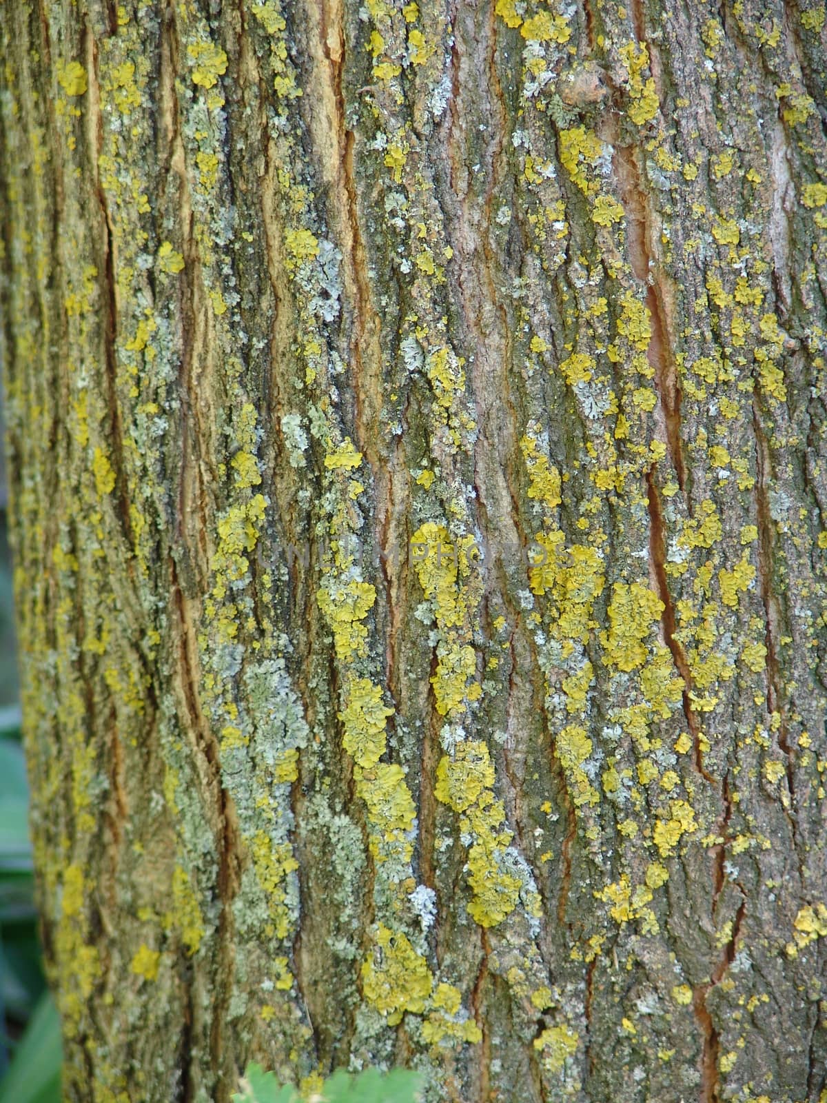 Old Mossed Tree Bark Texture