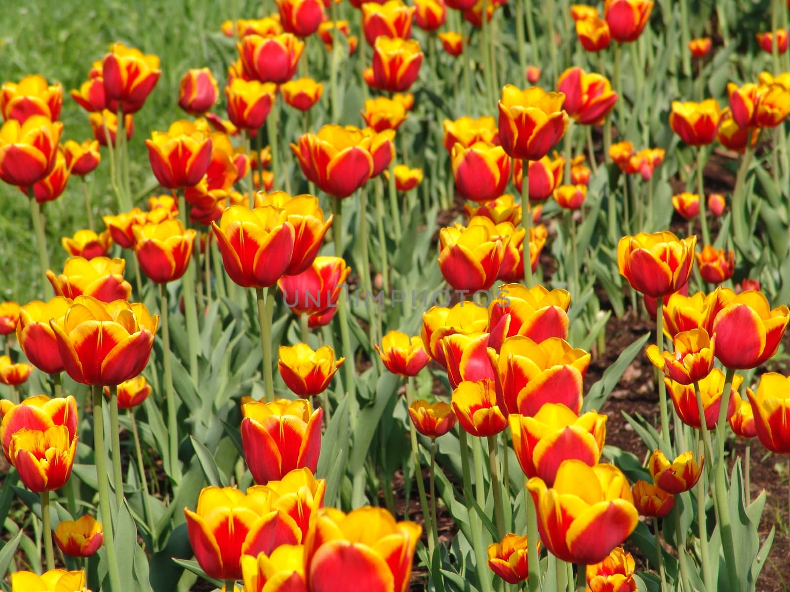Field of tulips by elena_vz