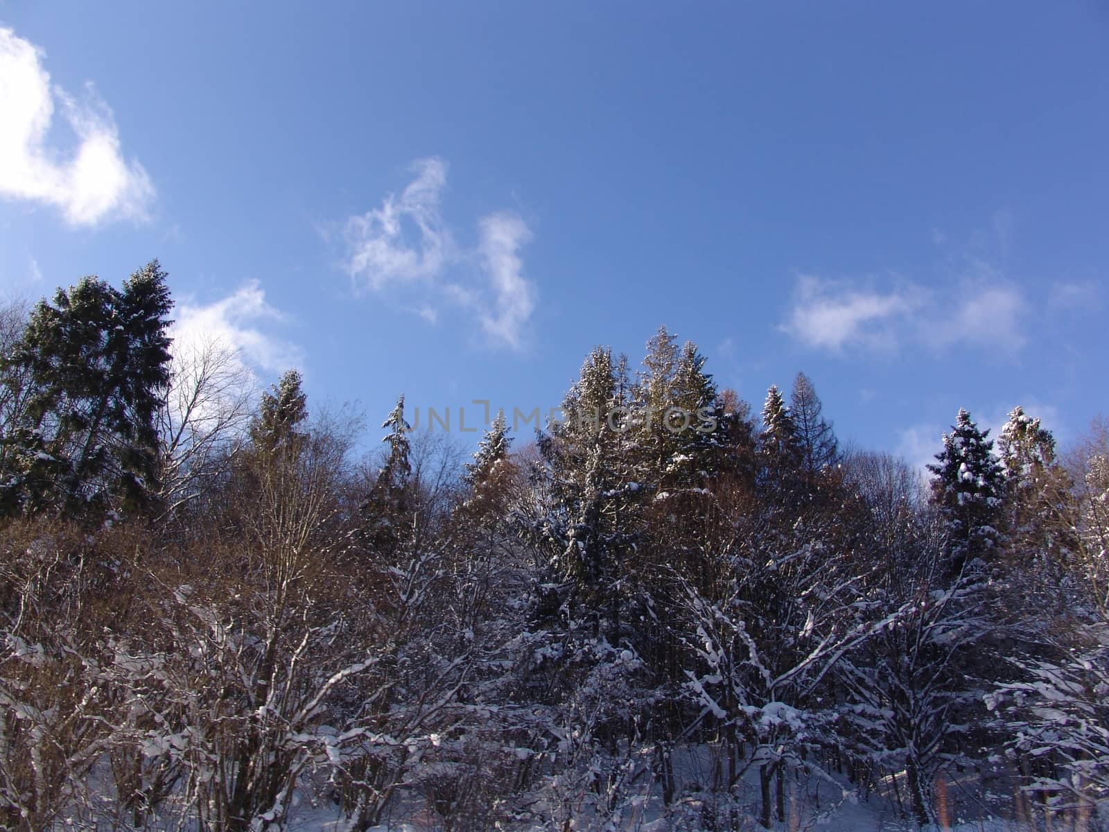 Panorama of the winter forest