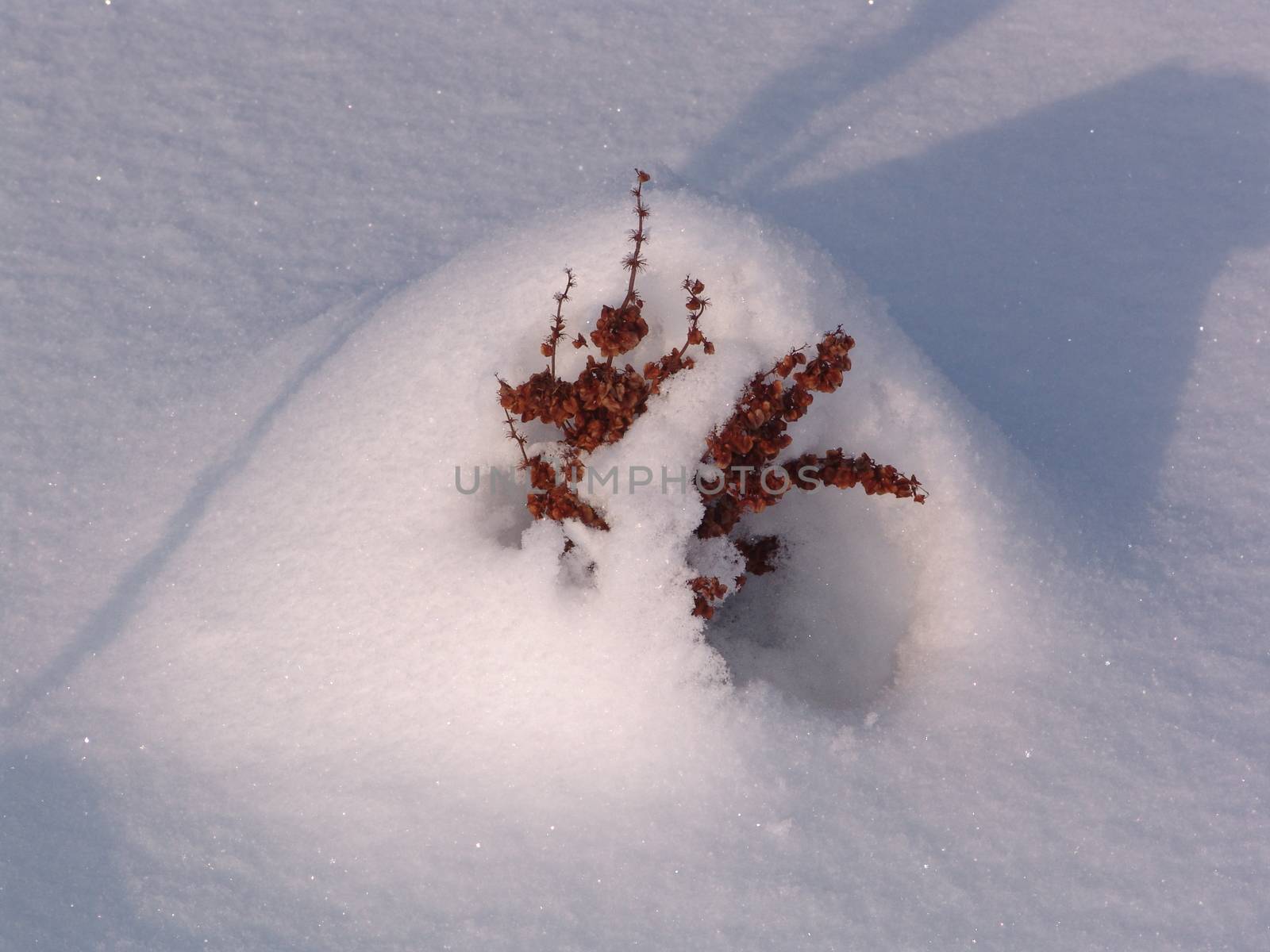 Withered plants in snowdrift by elena_vz