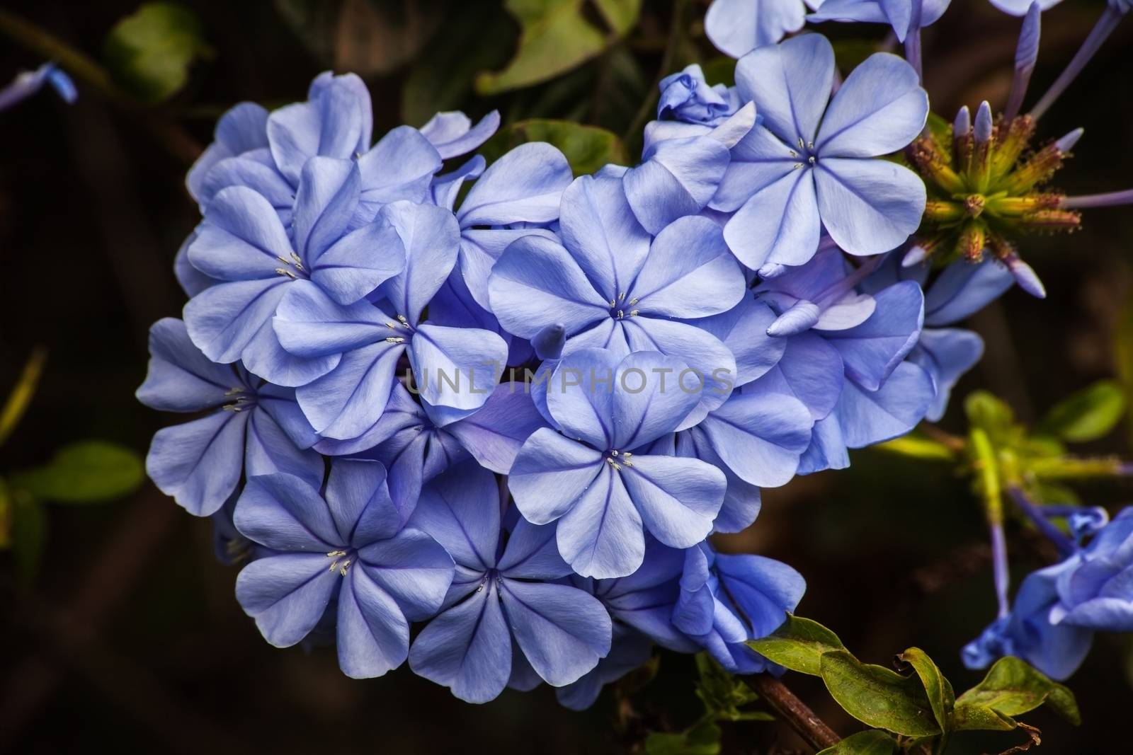 Cape Plumbago in flower (IMG 3056)