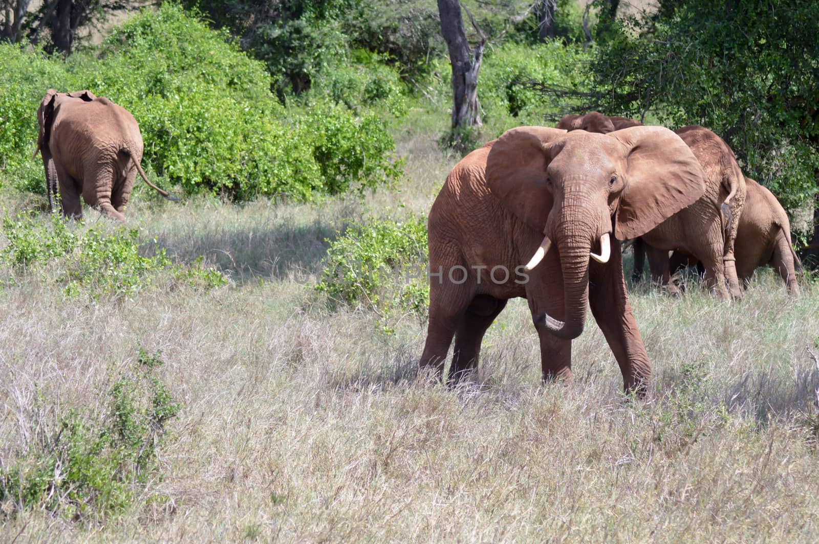 Very angry elephant in West Tsavo Park in Kenya