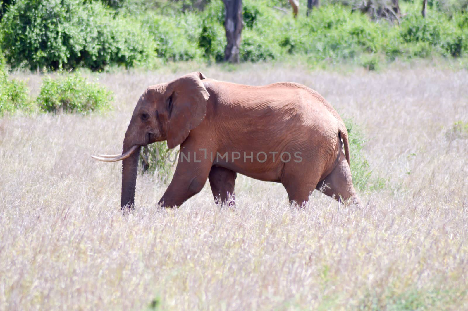 Young elephant walking in the savanna of West Tsavo Park in Kenya