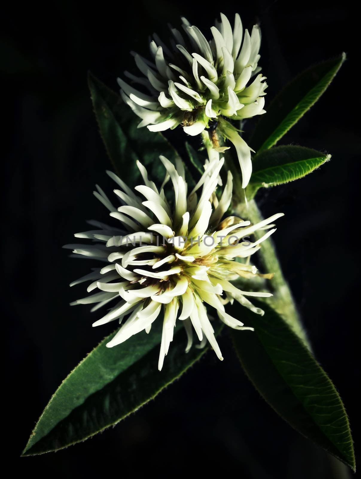 the white clover flowers by Ahojdoma