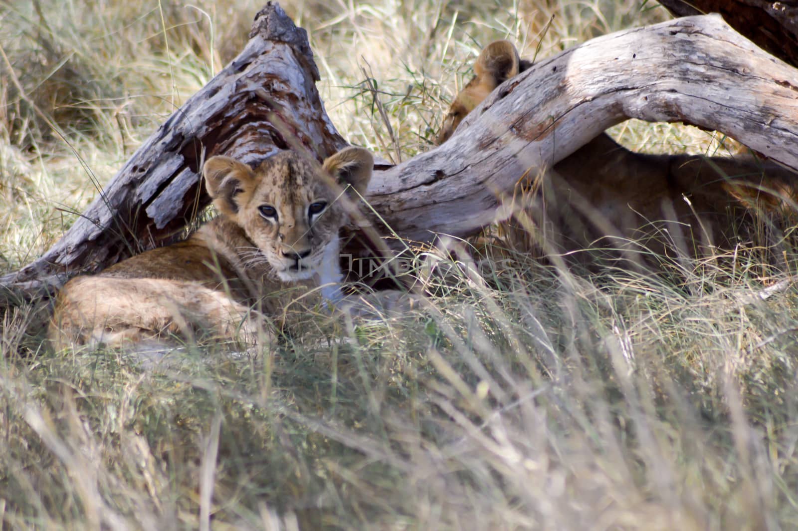 Two cubs lying under a tree in West Tsavo Park in Kenya