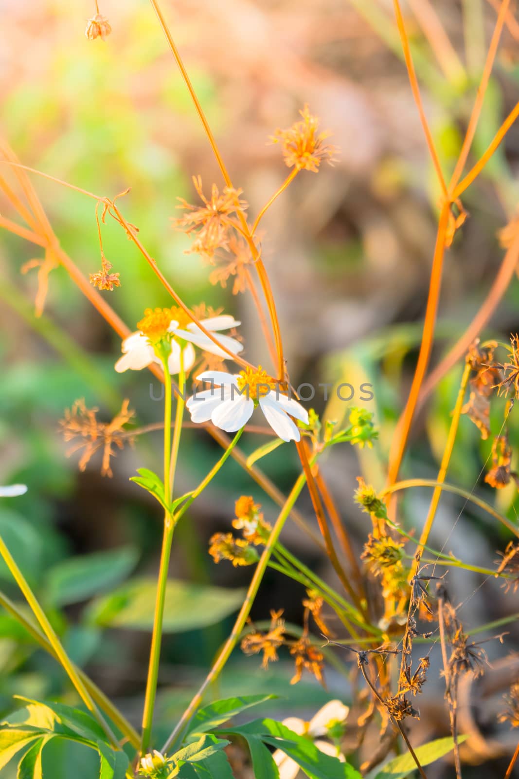 Grass flower causes the allergic symptoms, grass flowers for background.