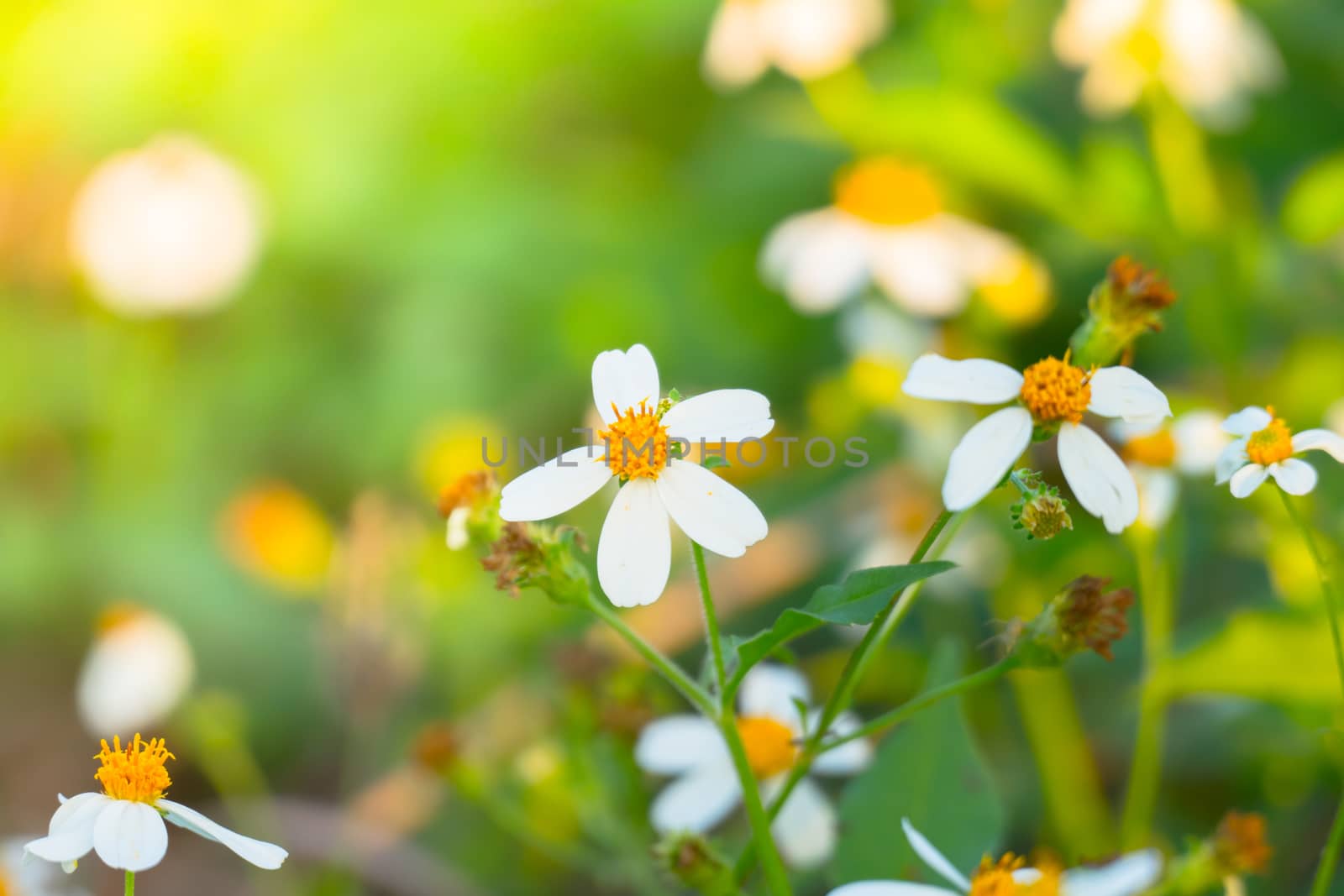 Grass flower causes the allergic symptoms, grass flowers for background.