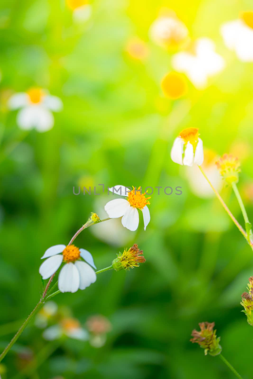 Grass flower causes the allergic symptoms by teerawit