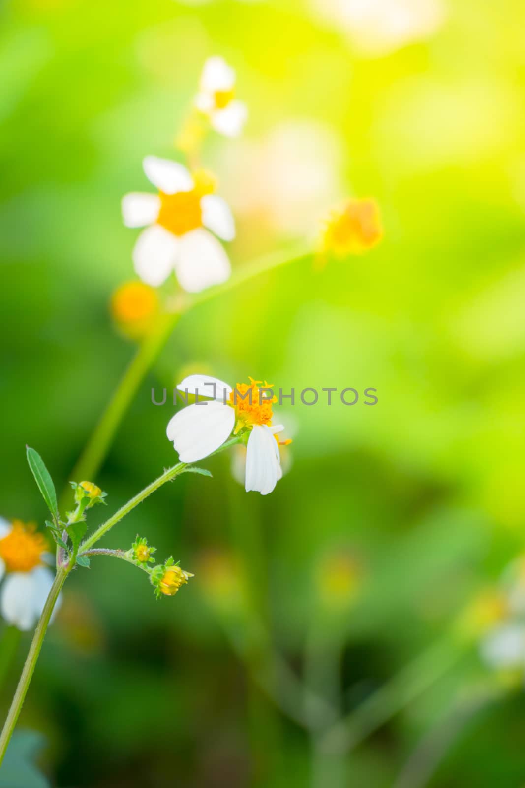 Grass flower causes the allergic symptoms by teerawit