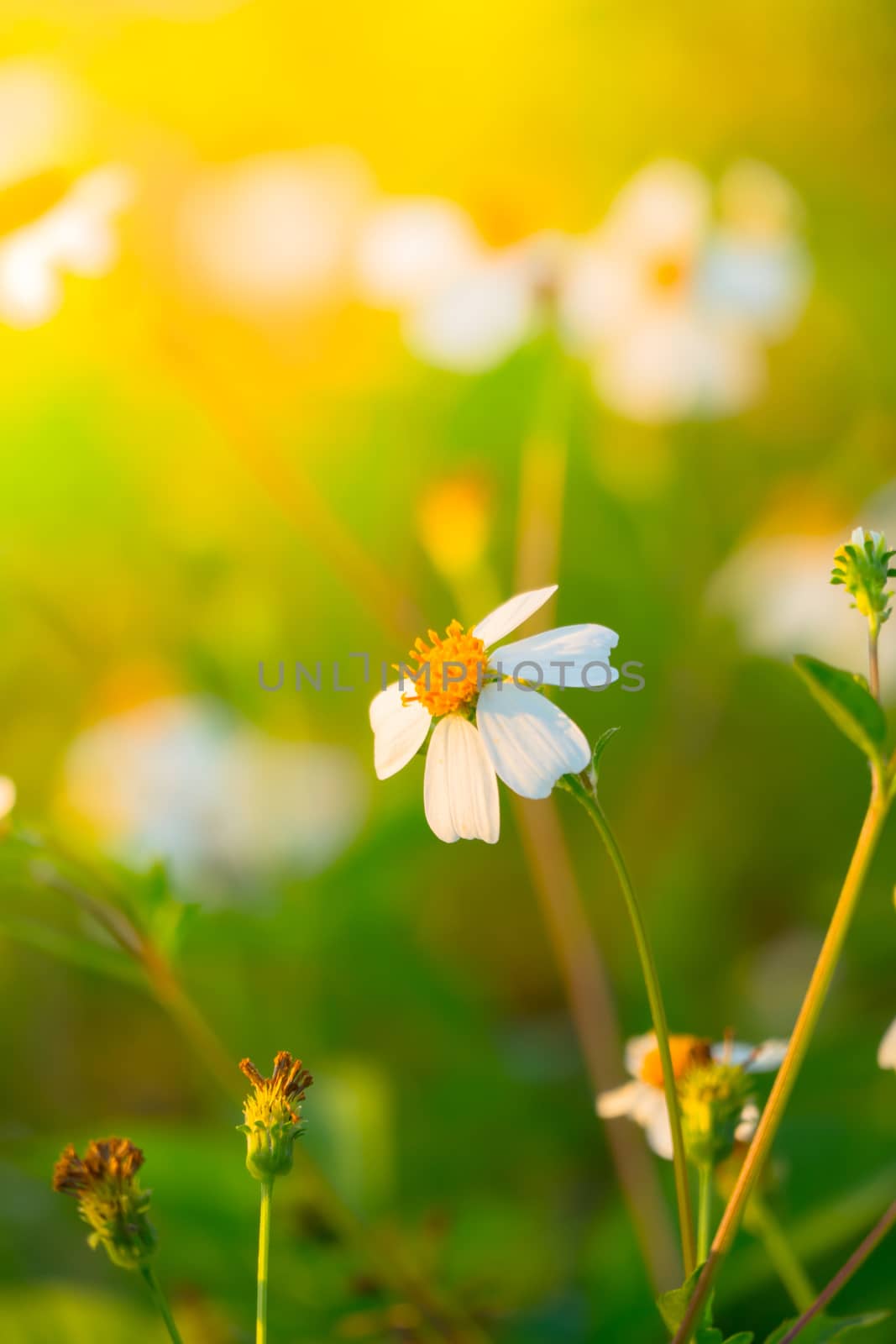 Grass flower causes the allergic symptoms, grass flowers for background.