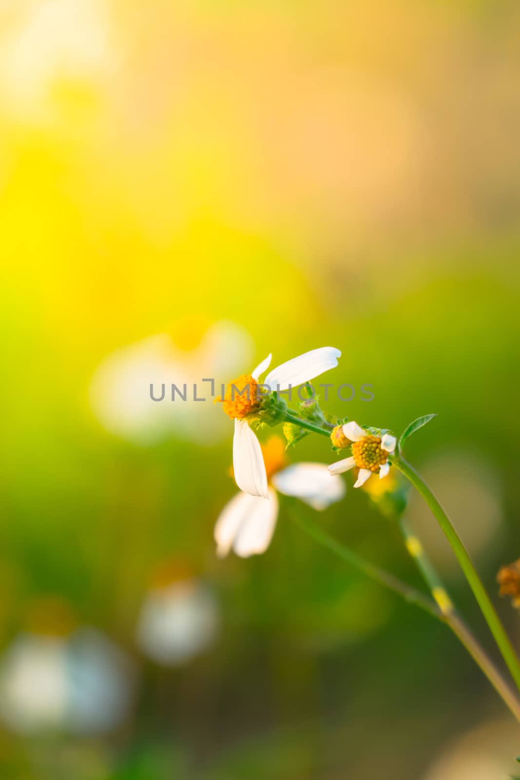 Grass flower causes the allergic symptoms, grass flowers for background.