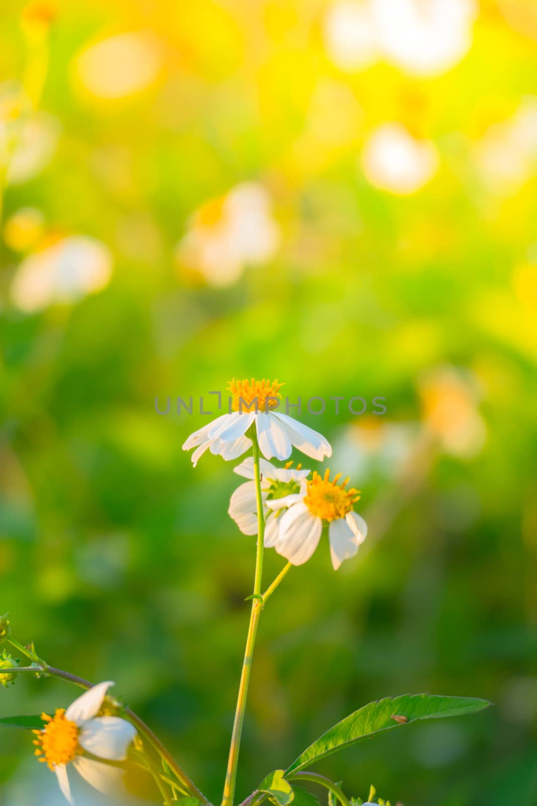 Grass flower causes the allergic symptoms by teerawit