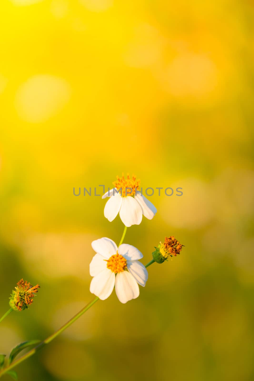 Grass flower causes the allergic symptoms, grass flowers for background.