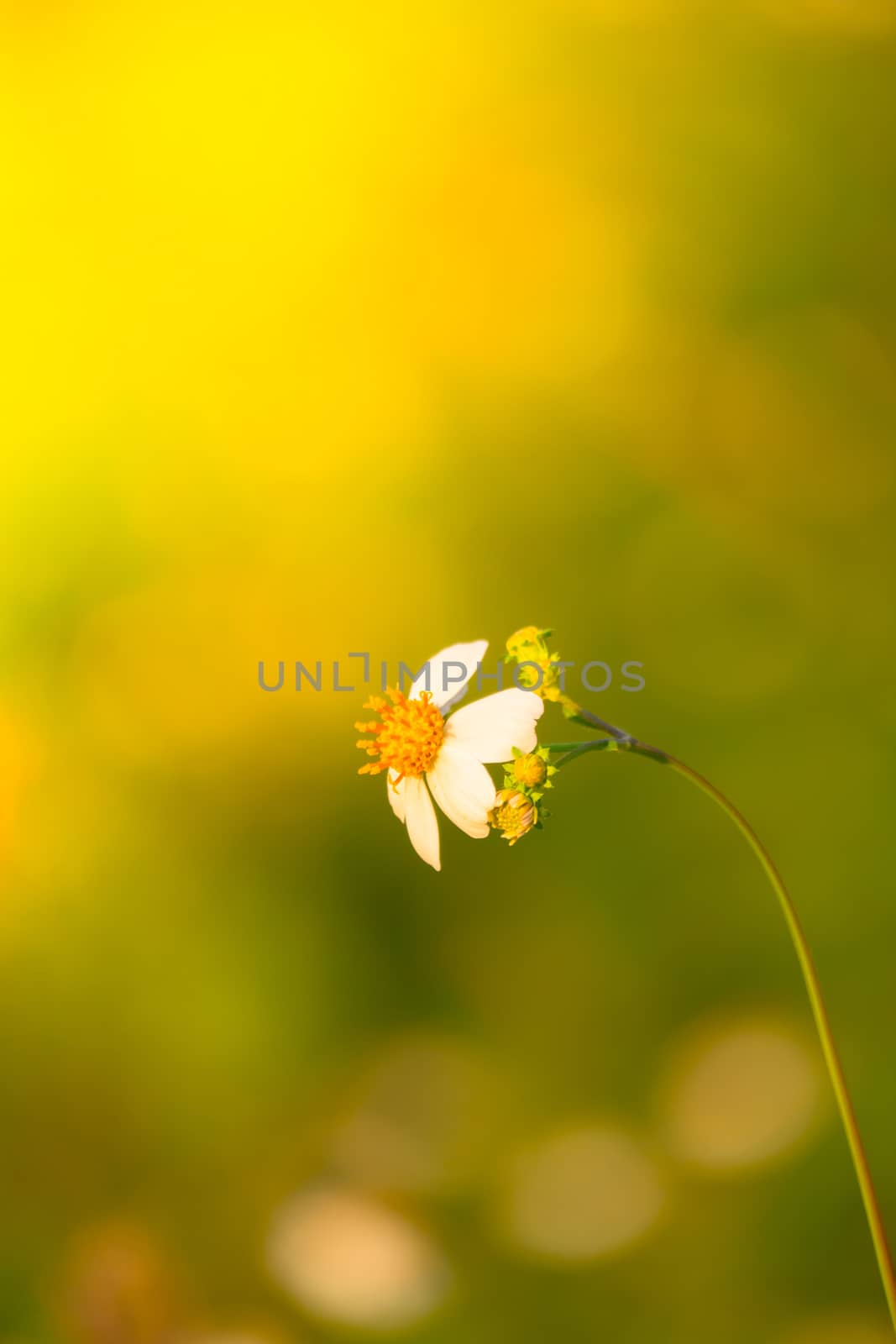 Grass flower causes the allergic symptoms, grass flowers for background.