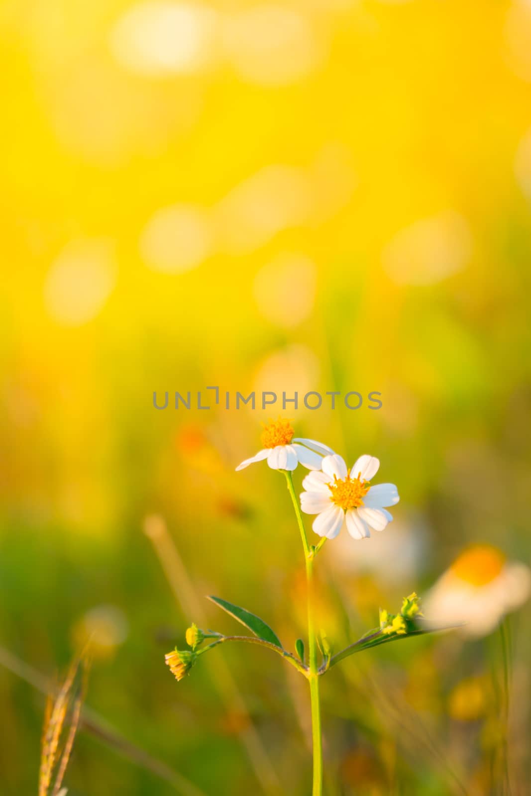 Grass flower causes the allergic symptoms by teerawit