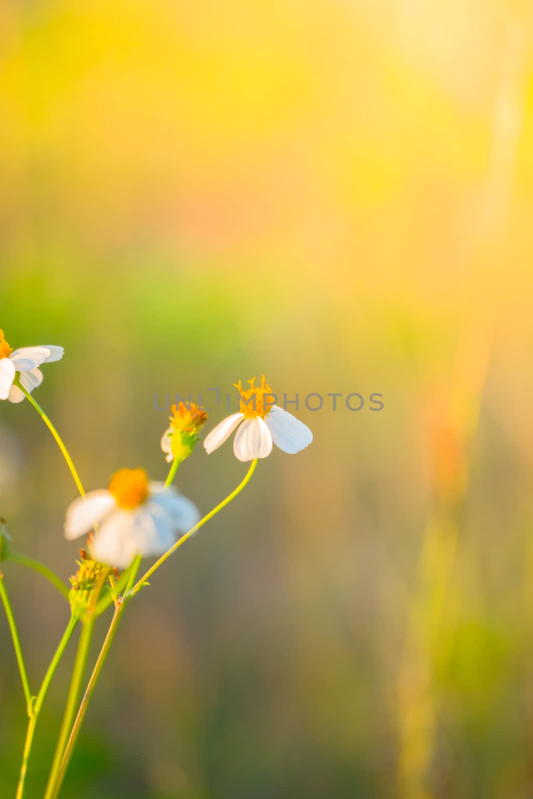 Grass flower causes the allergic symptoms by teerawit