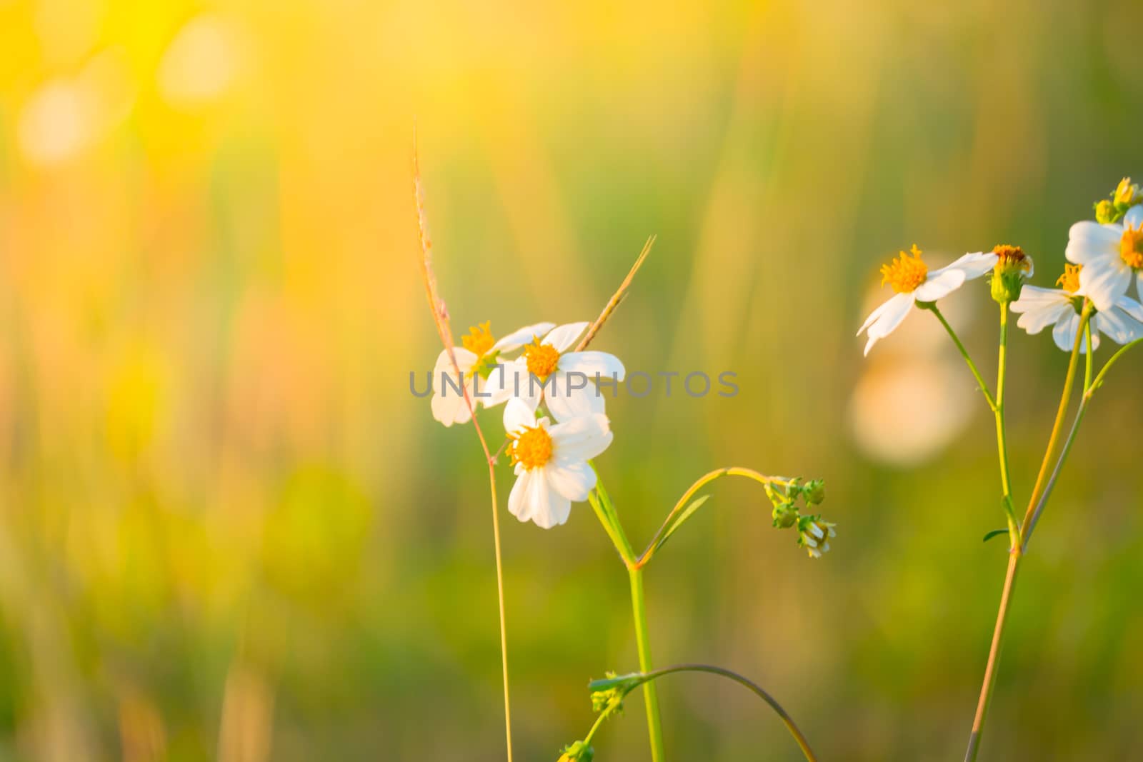 Grass flower causes the allergic symptoms, grass flowers for background.