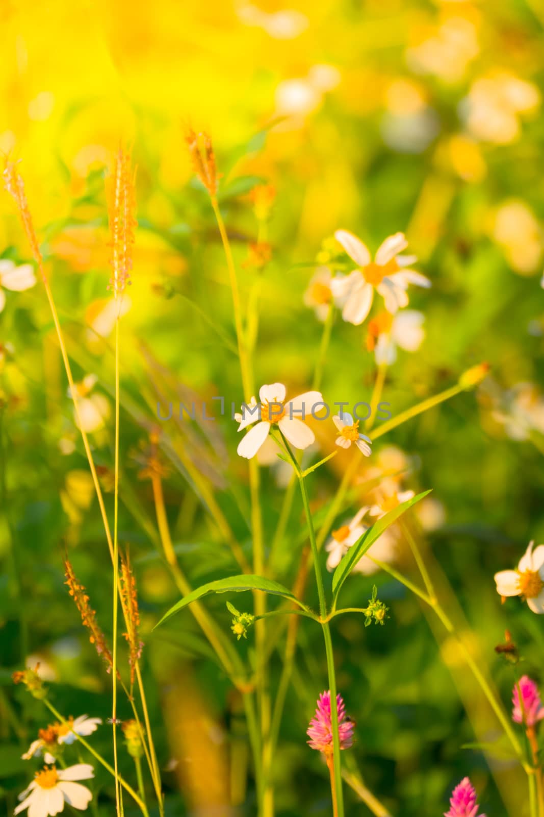 Grass flower causes the allergic symptoms by teerawit