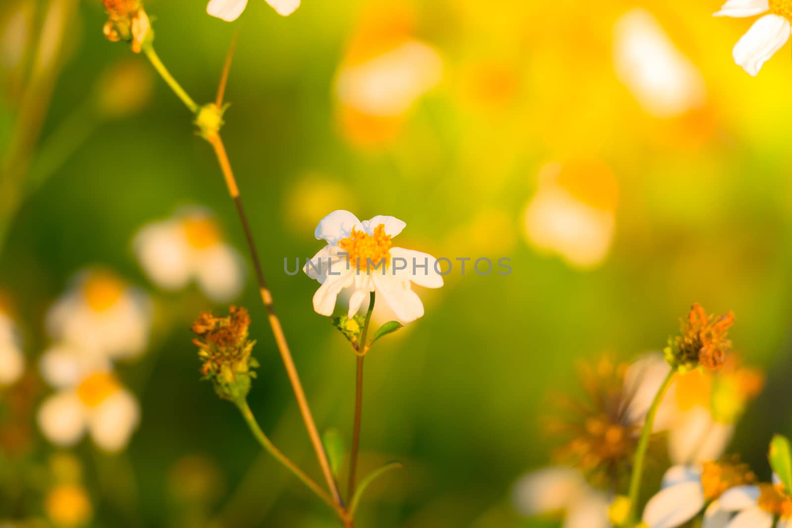 Grass flower causes the allergic symptoms, grass flowers for background.