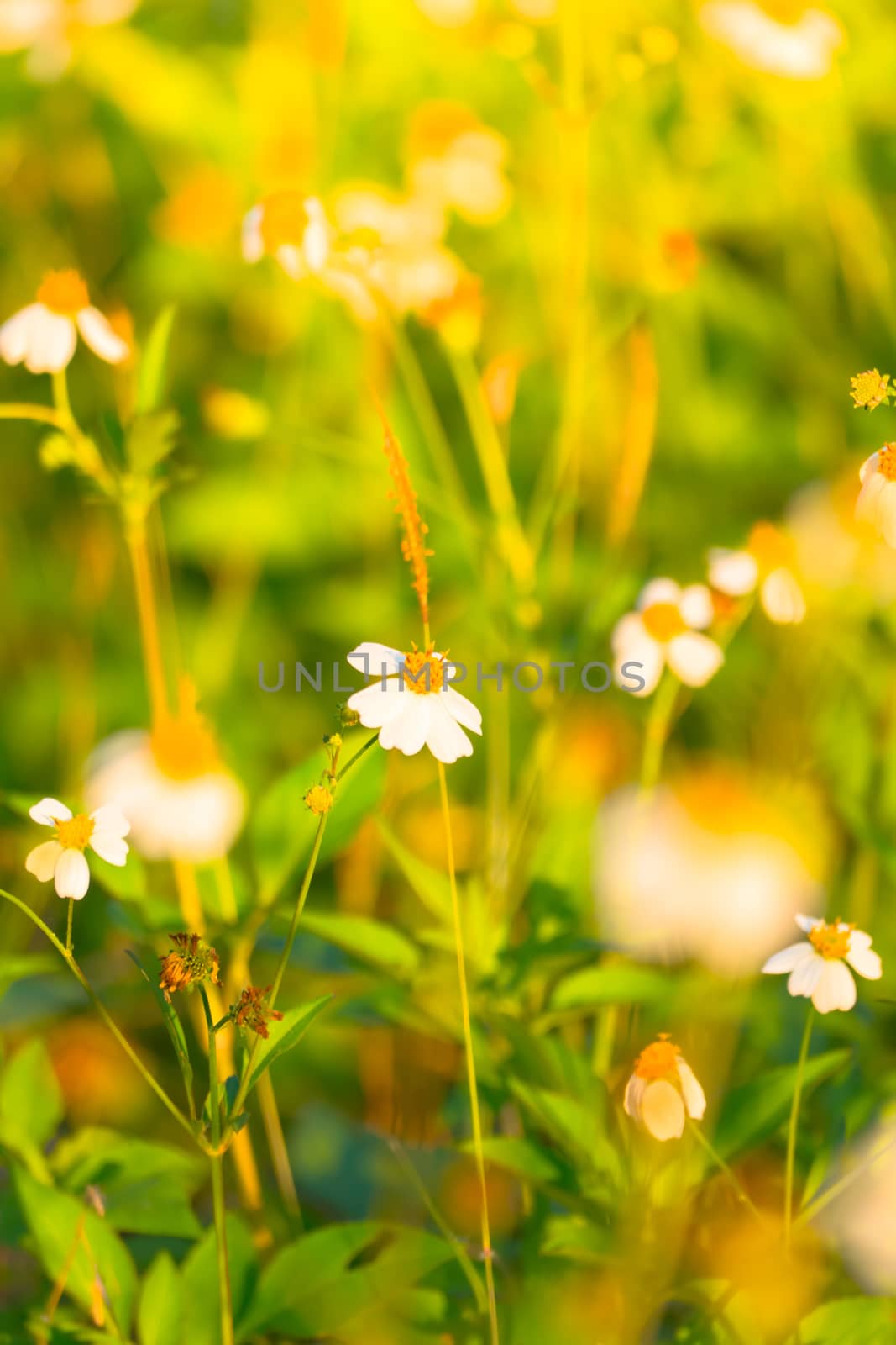 Grass flower causes the allergic symptoms by teerawit