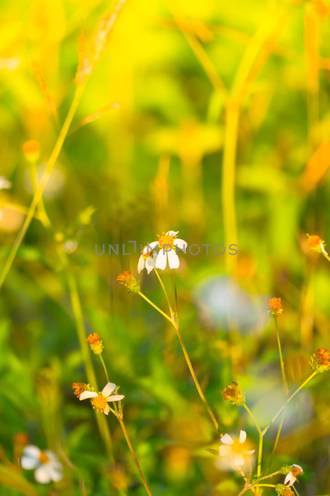 Grass flower causes the allergic symptoms, grass flowers for background.