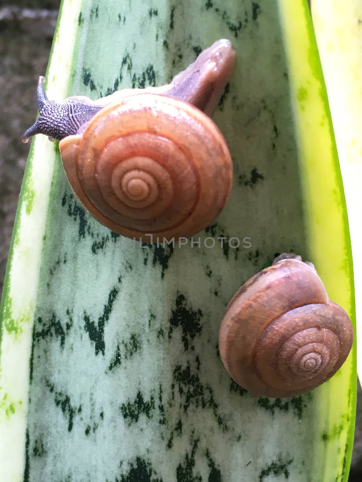 Two snails on the green leaf closeup photo