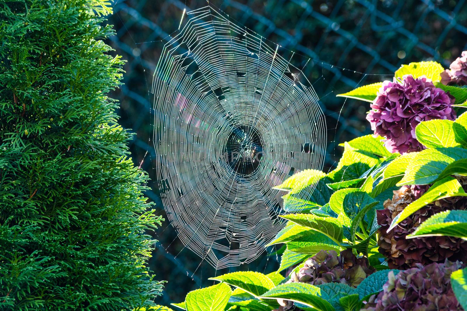 Spider Web with morning dew backlit    by JFsPic