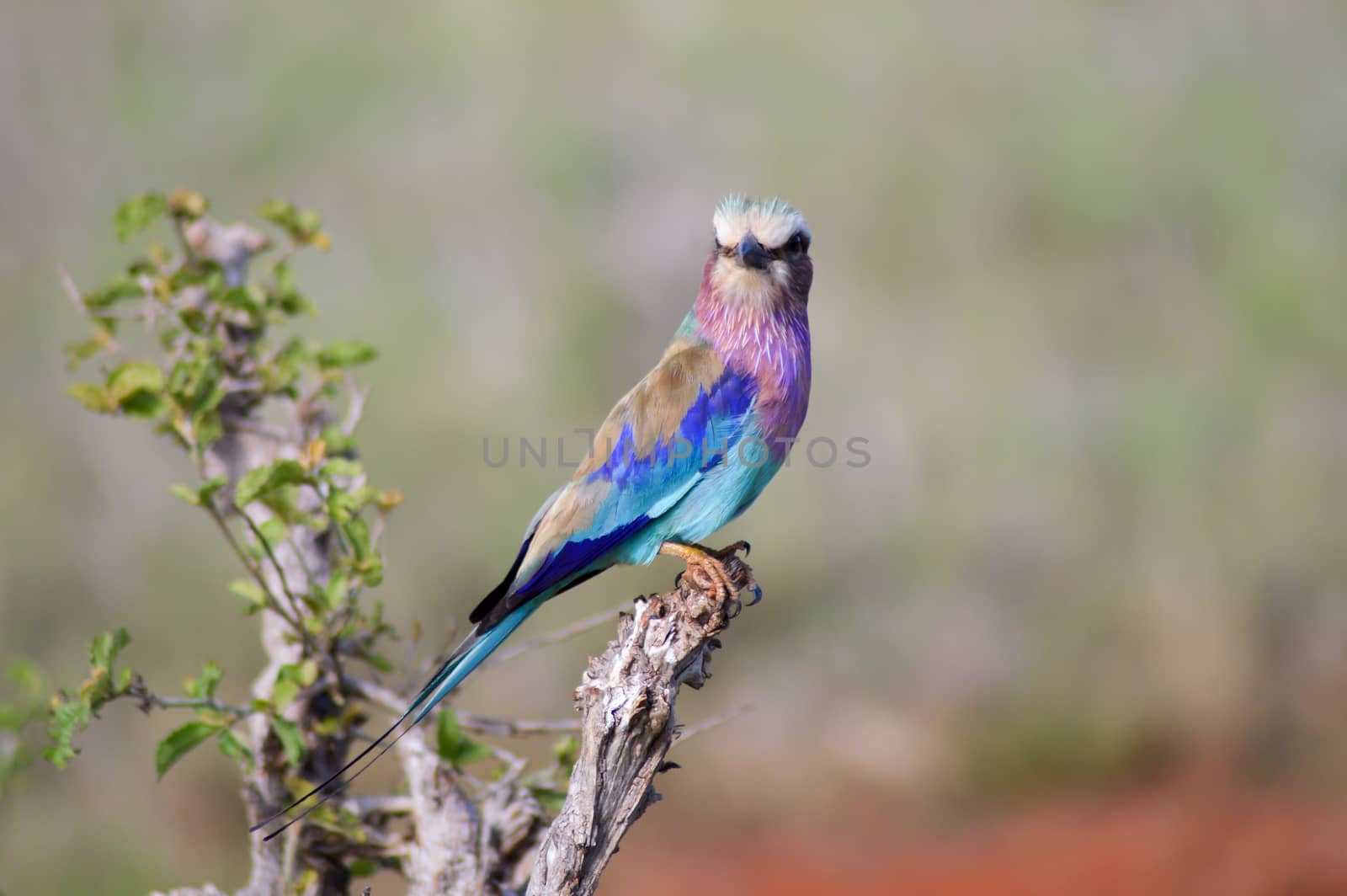 Roller with long strands on a tree in the savannah of Tsavo West park in Kenya