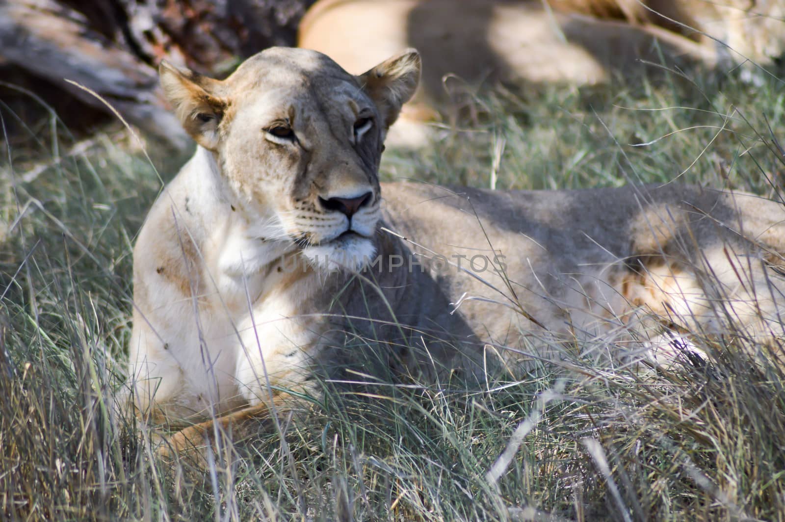 A lioness lying under a tree in West Tsavo Park in Kenya