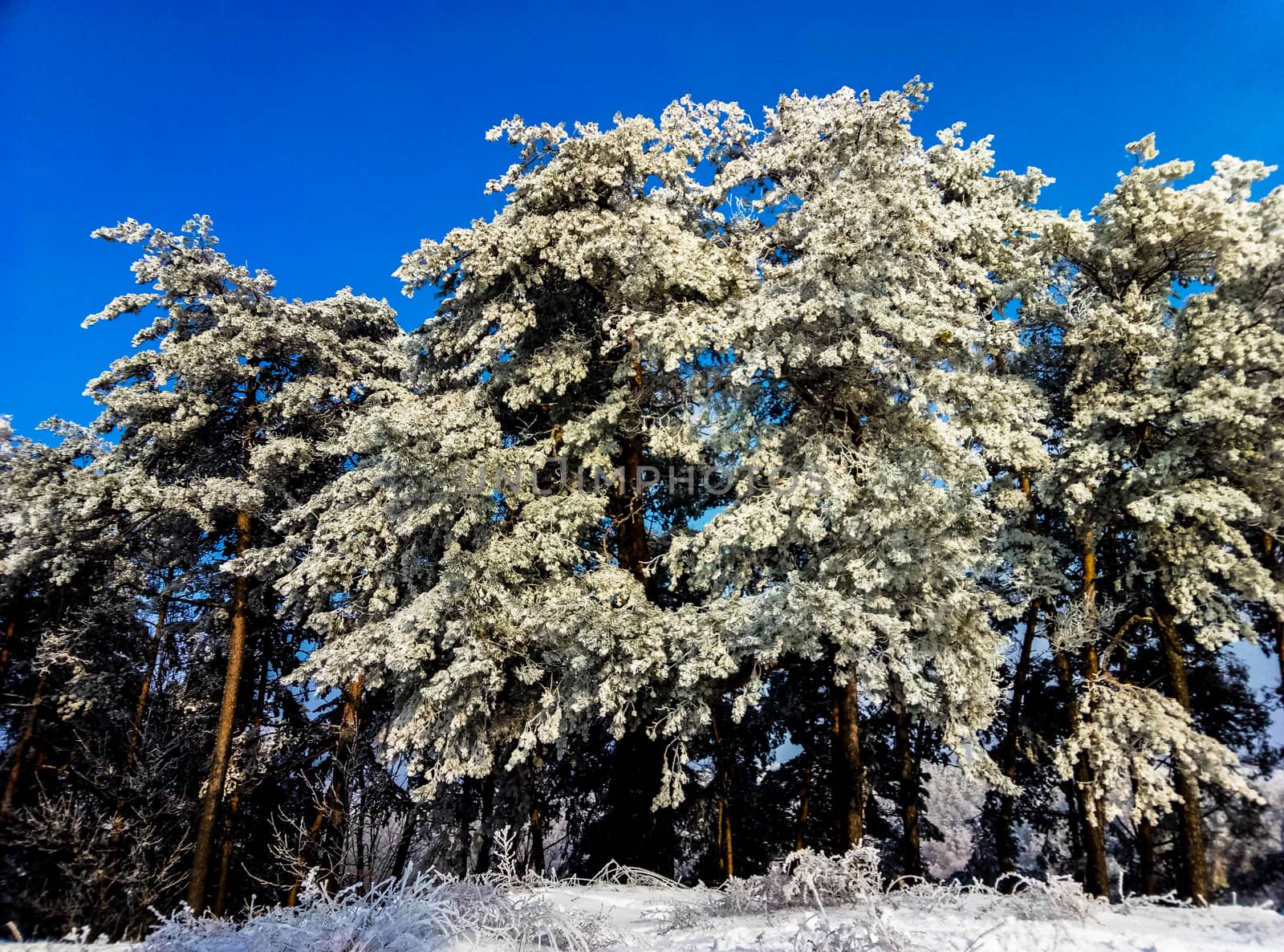 trees covered with snow against a blue sky by Oleczka11