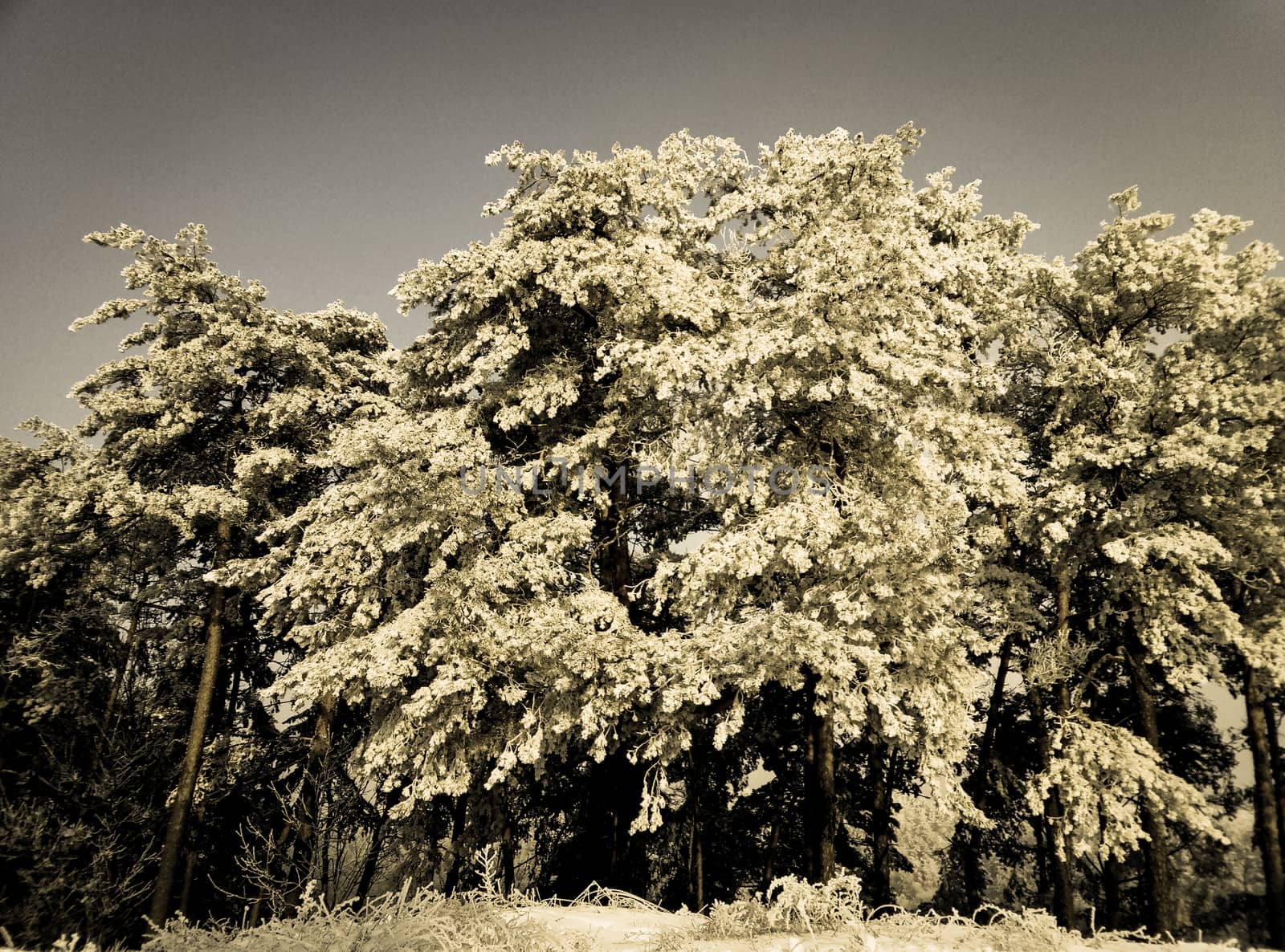 trees covered with snow against a  sky by Oleczka11