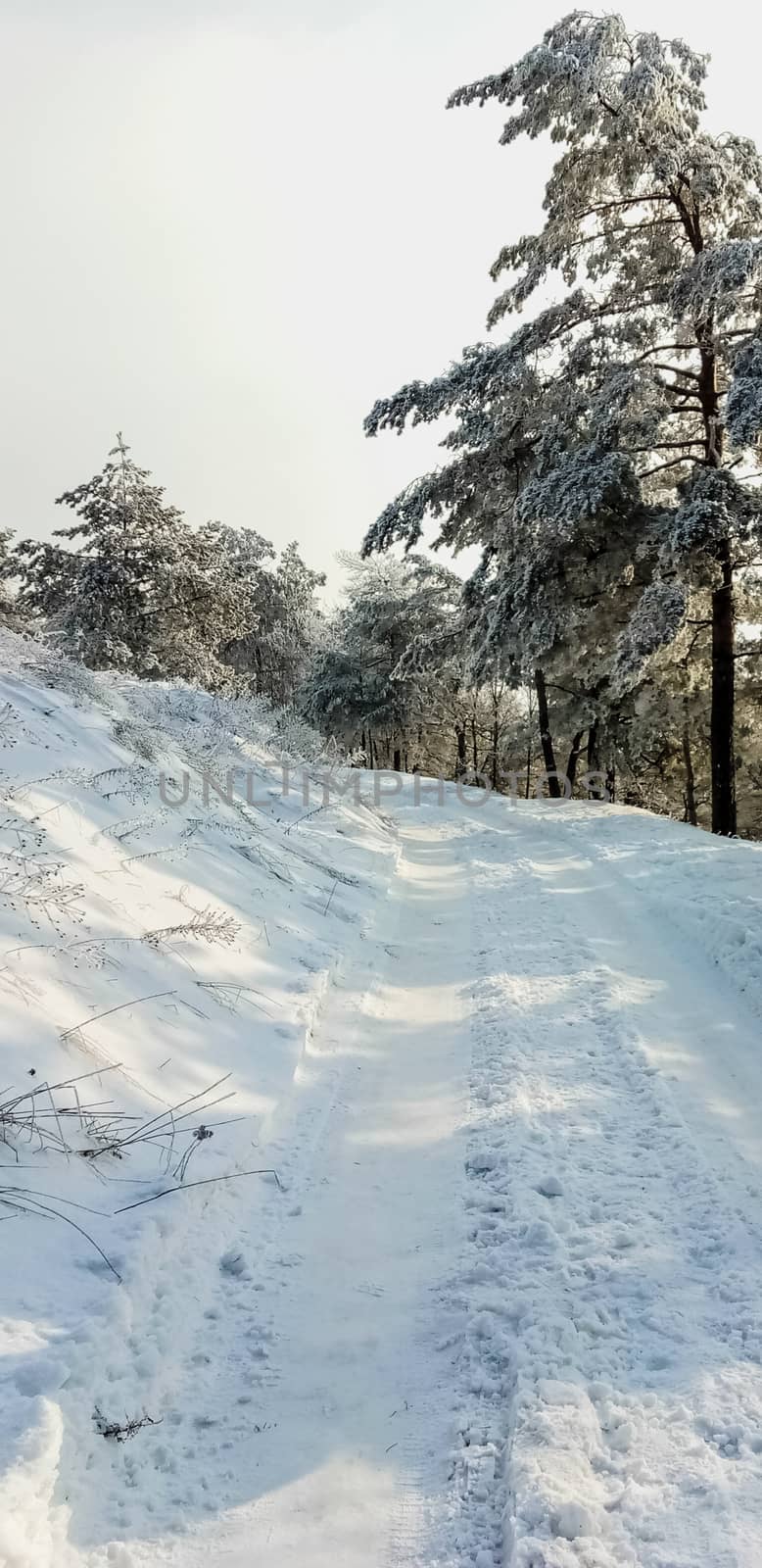 road in the forest winter landscape