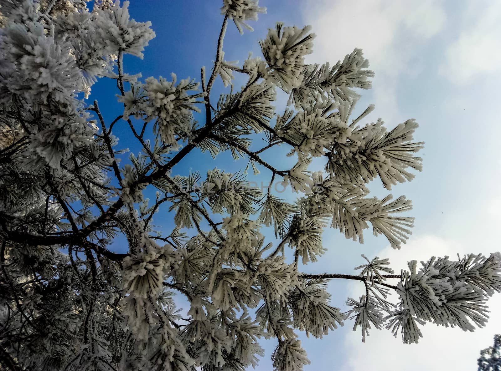 spruce branch covered with hoarfrost against the sky